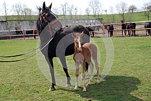 Lipizzan horses