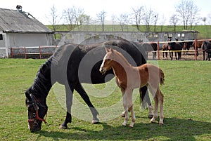 Lipizzan horses