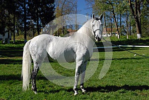 Lipizzan horses