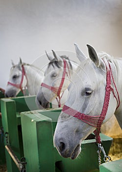 Lipizzan horses