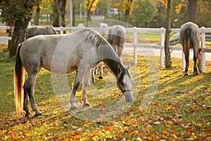 Lipizzan horses grazing