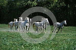 Lipizzan Horses, Herd Galloping through Meadow