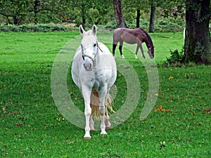 Lipizzan horses in the Lipica Stud Farm or Lipicanci na pasniku kobilarne v Lipici - Sezana, Slovenia