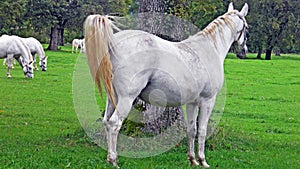 Lipizzan horses in the Lipica Stud Farm or Lipicanci na pasniku kobilarne v Lipici - Sezana, Slovenia