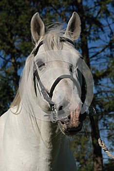 Lipizzan horses portrait