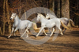 Lipizzan horses running