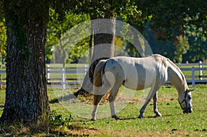 Lipizzan horses, Slovenia