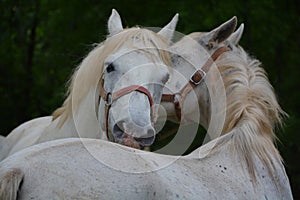 The Lipizzan, or Lipizzaner is a breed of horse originating from Lipica in Slovenia.