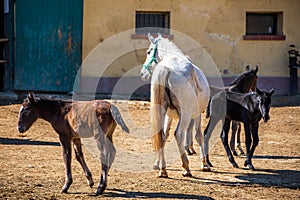 The Lipizzan or Lipizzaner is a European breed of riding horse developed in the Habsburg Empire in the sixteenth century photo