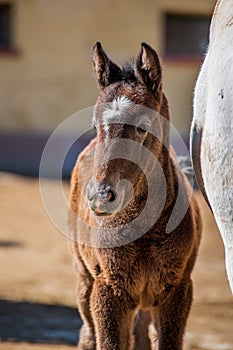 Lipizzan mare and purebred dark newborn foal