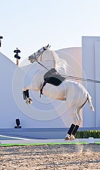 Lipizzan Stallions show