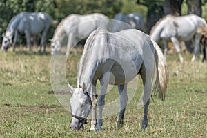 Lipizzaner is a breed of horse originating from Lipica