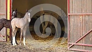 Lipizzaner foals and horses