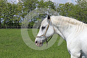 Lipizzaner horse