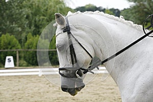 Lipizzaner horse with braided mane on the racetrack