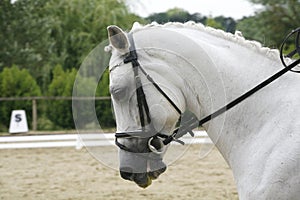 Lipizzaner horse with braided mane on the racetrack photo