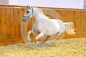 Lipizzaner horse at a gallop in empty arena