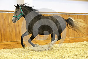 Lipizzaner horse galloping without rider