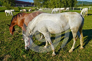 Lipizzaner, a horse of the Lipizzaner breed. Horses eat in a field covered with grass