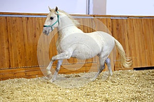 Lipizzaner horse training in empty riding hall