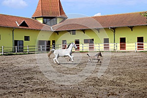 Lipizzaner horse and young foal running