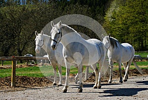 Lipizzaner horses