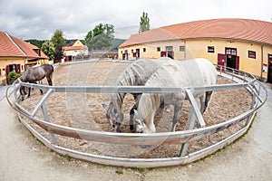 Lipizzaner horses