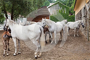 Lipizzaner horses