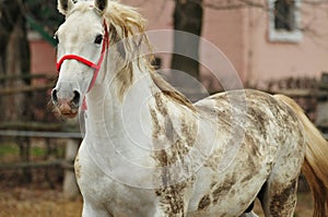 Lipizzaner horses on the farm