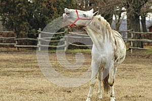 Lipizzaner horses on the farm