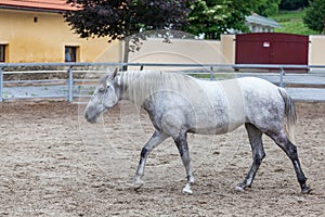 Lipizzaner horses