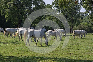 Lipizzaner horses grazing on Lipica pasture, group of beautiful animal from famous horse breeding