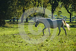 Lipizzaner horses grazing on the meadows. Lipica Stud Farm, Slovenia, October 2016