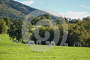 Lipizzaner horses grazing on the meadows. Lipica Stud Farm, Slovenia, October 2016