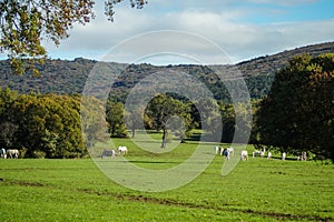 Lipizzaner horses grazing on the meadows. Lipica Stud Farm, Slovenia, October 2016