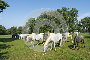 Lipizzaner horses