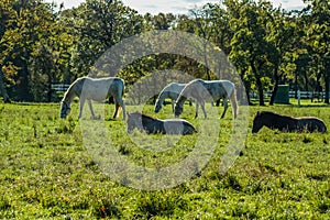 Lipizzaner horses grazing on the meadows. Lipica Stud Farm, Slovenia, October 2016