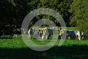 Lipizzaner horses grazing on the meadows. Lipica Stud Farm, Slovenia, October 2016