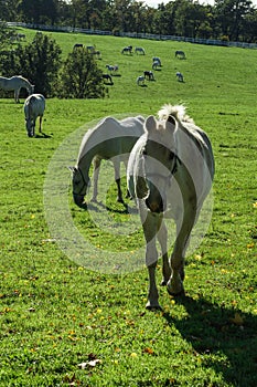 Lipizzaner horses grazing on the meadows. Lipica Stud Farm, Slovenia, October 2016