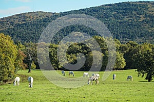 Lipizzaner horses grazing on the meadows. Lipica Stud Farm, Slovenia, October 2016