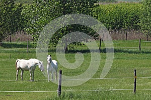 Lipizzaner horses on green field