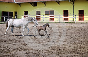 Lipizzaner horses mare and young foal