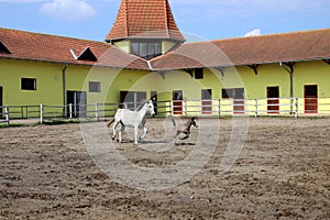 Lipizzaner horses mare and young foal running