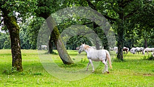 Lipizzaner horses in the meadow