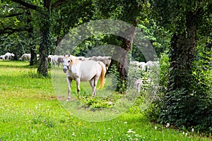 Lipizzaner horses in the meadow