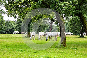 Lipizzaner horses in the meadow