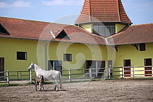 Lipizzaner mare and foal