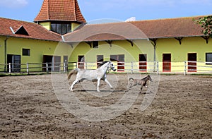 Lipizzaner mare and young foal running