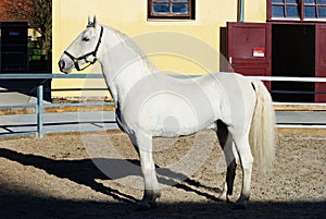 Lipizzaner stallion photo