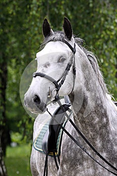 Lipizzaner stallion under saddle on beautiful animal farm summer